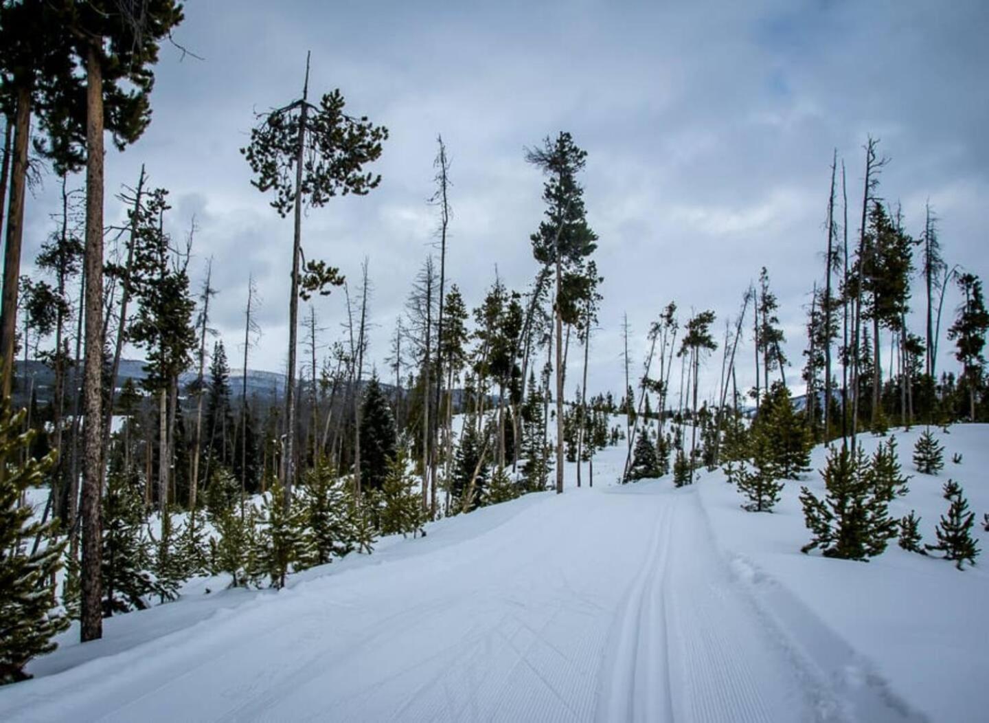 The Loose Moose Cabin #9 At Downtown Grand Lake Exteriör bild